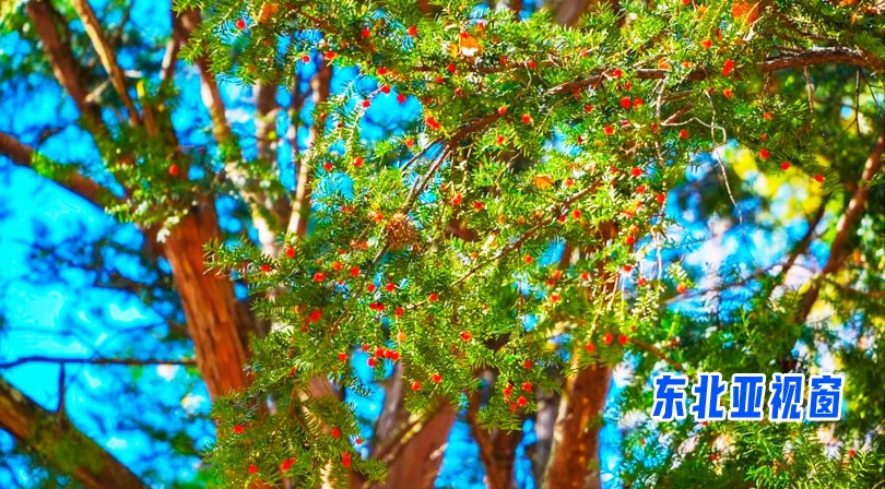 长白山原始森林发现大片东北红豆杉群略